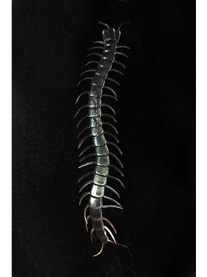 Mey Ithalat® Şeffaf Renk Karanlıkta Parlayan Fosforlu Kırkayak 13 cm 1 Adet