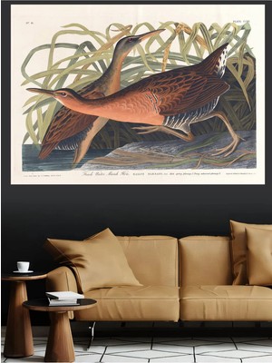 Mushen Studio Su Tavuğu Rallus Elegans Marsh Hen Vintage Kuş Kanvas Tablo