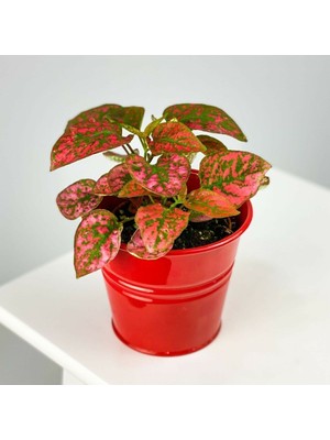Serra Hypoestes - Red - Hostes Çiçeği Fidanı Kırmızı Çilli 10-20 cm