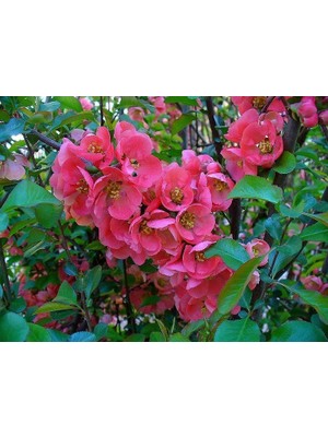 Biorganix Saksılı Japon Ayvası Bahar Dalı Fidanı 20-30 cm Chaenomeles Japonica