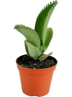 Serra Aşkın Gözyaşı Çiçeği Mini (Kalanchoe Daigremontiana) 10-20 cm