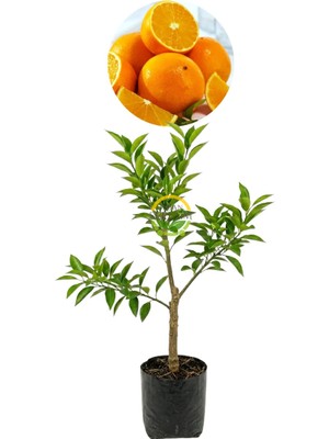 Fidan Sepetim 3 Yaş Aşılı Valencia Portakal Fidanı