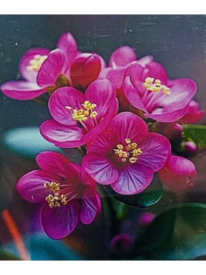 Elegantshop 5d Yapışan Boncuk Mozaik Tablo 40*50 cm H5X24