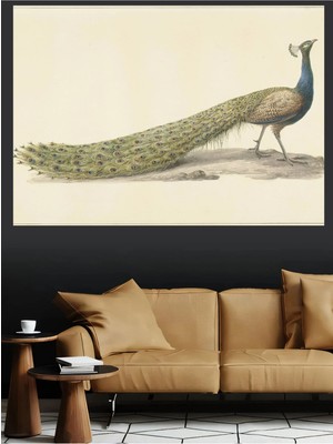 Mushen Studio Tavus Kuşu Vintage Klasik Kuş Illüstrasyon Kanvas Tablo