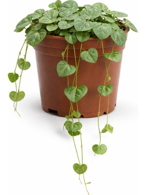 Fideiste Kalp Kalbe Bitkisi (Ceropegia Woodii) 5,5 cm Saksıda Kokusuz Canlı Bitki Türkiye Menşeli