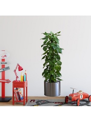 Saksılı Bitki Tasarımlı Yapışkanlı Sticker Resim 90*30 cm (4887)