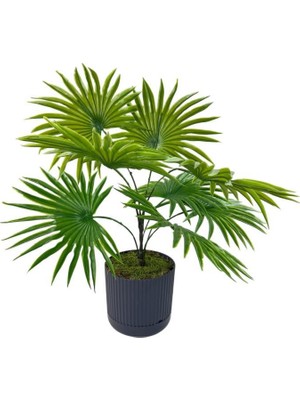 Nettenevime Yapay Salon Bitkisi Fan Palmiye 50*40CM 8yaprak Plastik Antrasit Saksıda