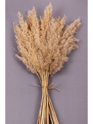 Alyones Naturel Renkli Kuru Çiçek Pampas 15 Adet 100 cm Boy Aksesuar Uzun Ömürlü