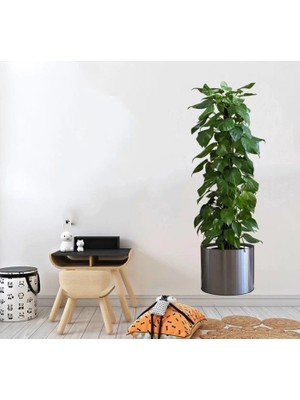 Saksılı Bitki Tasarımlı Yapışkanlı Sticker Resim 90*30 cm MC-665