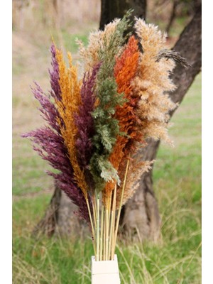Alyones Kuru Çiçek Pampas 15 Adet 100 cm Boy Renkli Aksesuar Uzun Ömürlü