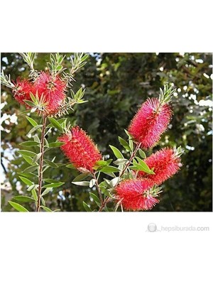 Plantistanbul Callistemon Leavis-Bodur Fırça Çalısı Fidanı Avustralya Menşeli Hızlı Büyüyen Bitki