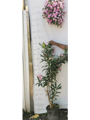 Dilek Fidancılık Zakkum Fidanı