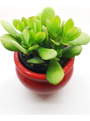 Agro Tohum Crassula Ovata, Şans Para Ağacı, Seramik Saksıda