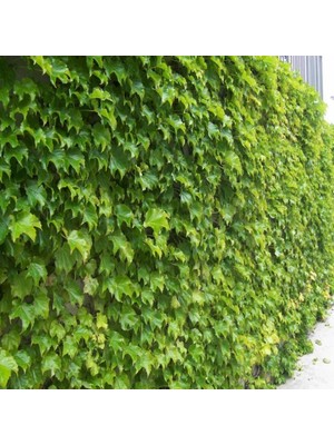 İdeasepet Tüplü Hedere Petram Green Kaya Sarmaşığı Fidanı