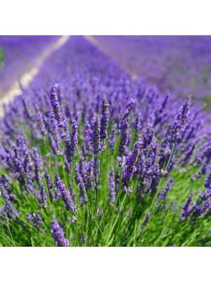 Mutlupaket Tüplü Lavanta Fidanı 60 - 100 cm Yoğun Kokulu Aromatik Hobi Amaçlı Dikim İçin Uygun