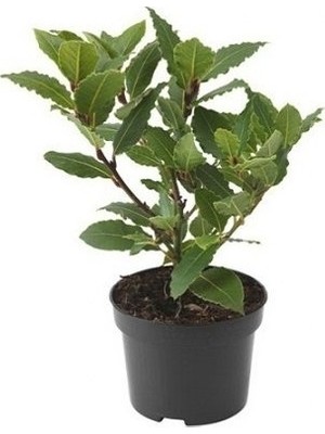 Plantistanbul Defne Fidanı, 20-40 cm, Saksıda