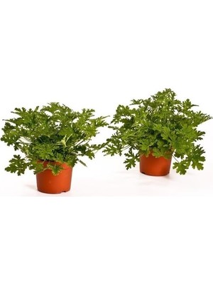Biorganix Saksılı Itır Çiçeği 2 Adet