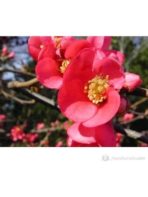 Plantistanbul Chaenomeles- Japon Ayvası- Bahar Dalı