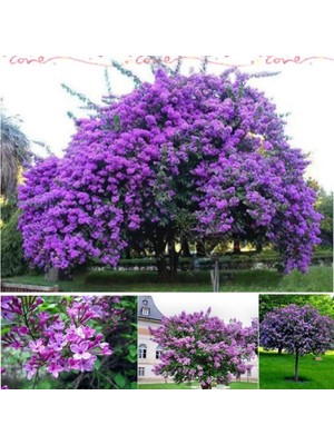 İdeasepet Tüplü Leylak Lilac Fidanı