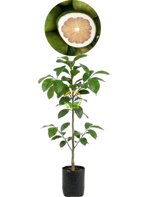 Fidan Sepetim 3 Yaş Aşılı Şadok (Pomela) Fidanı