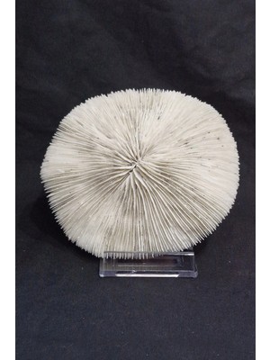 Pozitif Doğal Taş Mantar Mercan Dekoratif Parça Mushroom Coral 9dm