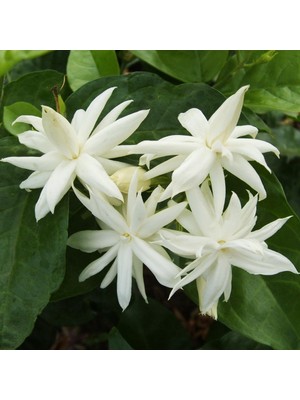 Yalova Fidan Market Arap Yasemini (Jasminum Sambac)