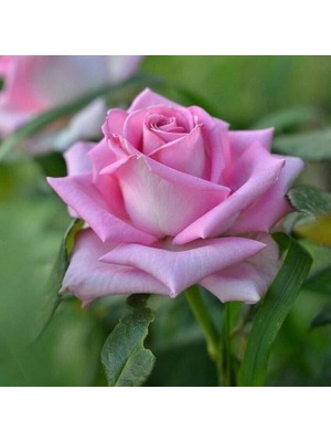 Baktar Tüplü Yediveren Kokulu Katya Şeker Pembe Gül Fidan