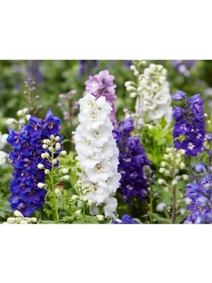 Esranın Dünyası Hazeran Tohumu - 150 Adet - Canlı Renkler ve Uzun Süreli Çiçekler