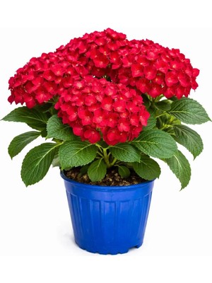 Gardenkoala Kırmızı Ortanca Çiçeği – Hydrangea – 19 cm Saksı
