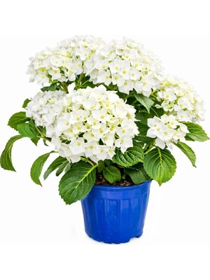 Gardenkoala Beyaz Ortanca Çiçeği – Hydrangea – 19 cm Saksı
