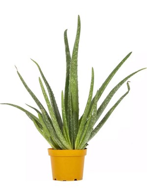 aloe vera soft skin cream Aloe Vera Day Cream | for a Soft and Firm Skin main image 1