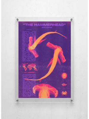 Lamazif Hammerhead Shark Pleksi Tablo – Modern Bilimsel Deniz Sanatı Duvar Dekoru | Çekiçbaş Köpekbalığı