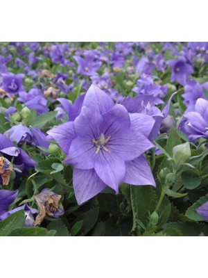 Balon Çiçeği Tohumu ( Büyük Çan Çiçeği ) Mavi Renkli - 5 Tohum