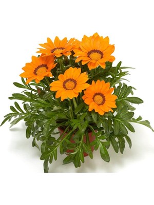 Turuncu Gazanya F1 Tohumu ( 10 Adet )