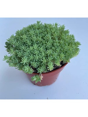 Sedum Tohumu (Iri Damarlı Yapraklar) Yeşil Renkli - 15 Tohum