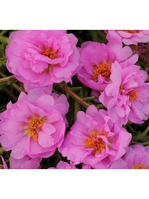 Ipek Çiçeği Tohumu Duble Katlı - Koyu Pembe Renkli (25 Tohum)