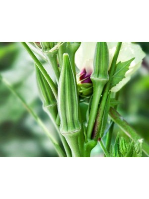 Doğal Sultani Bamya Tohumu