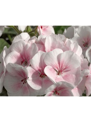 Pembe - Beyaz Sardunya (10 Tohum)