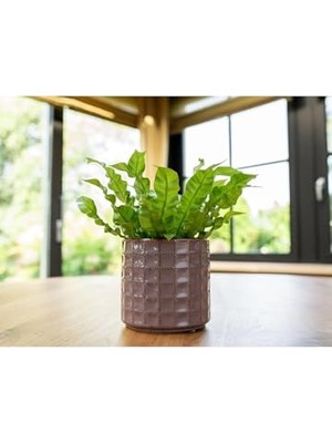 Zahra Seramik Pembe Saksı 14X13CM