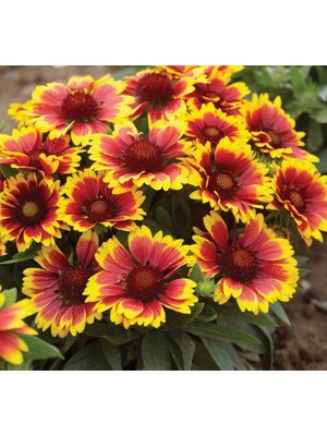 Gayret Çiçeği Tohumu (Kobold) Sarı - Kırmızı - 8 Tohum