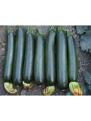 Kabak Siyah Tohumu - Aksel 10 gr