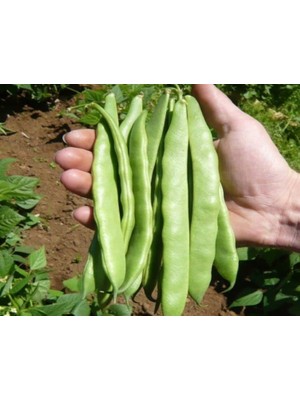 Doğal Fasulye Tohumu Alman Ayşe (Sırık)