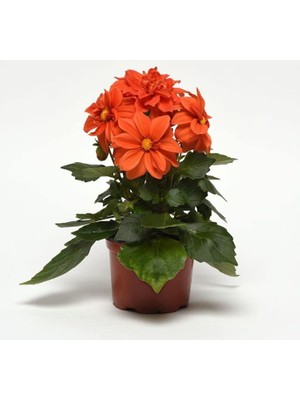 Yıldız Çiçeği Tohumu (Bodur Çok Çiçekli) Turuncu Renkli - 10 Tohum