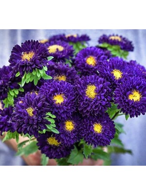 Kasımpatı Çiçeği Tohumu (Uzun Boylu, Kesimlik) Mor Renkli - 5 Tohum