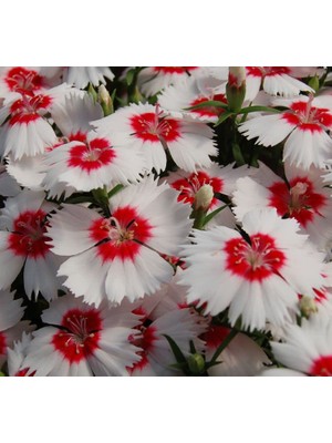 Kokulu Kırmızı Nokta Çin Karanfili F1 Tohumu (10 Tohum)