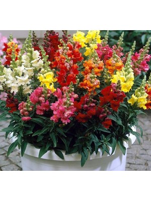 Aslanağzı Tohumu, Karışık Renkli, Uzun Boylu (10 Tohum)