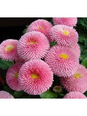 Krem Şeker Tabağı F1 Tohumu ( 50 Tohum )