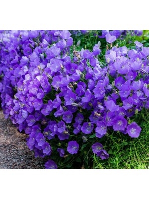 Maviş Çan Çiçeği (Iri Çiçek) Mavi Renkli - 10 Tohum