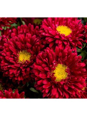 Kasımpatı Çiçeği Tohumu (Uzun Boylu, Kesimlik) Kırmızı Renkli - 5 Tohum