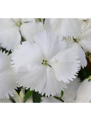 Çin Karanfili (Kokulu Çok Çiçekli) - Beyaz Renkli - 8 Tohum